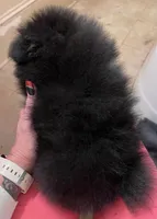 Mariska's Poms -  *Zelda*, a female Pomeranian for sale in Avon Park, FL – Photo 3 of 10