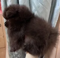 Mariska's Poms -  *Zelda*, a female Pomeranian for sale in Avon Park, FL – Photo 8 of 10