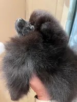 Mariska's Poms -  *Zelda*, a female Pomeranian for sale in Avon Park, FL – Photo 9 of 10