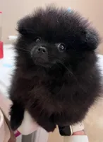 Mariska's Poms -  *Zelda*, a female Pomeranian for sale in Avon Park, FL – Photo 2 of 10