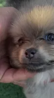 Petals , a female Pomeranian for sale in Avon Park, FL – 4 of 6