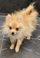 Micro Sunny, a male Pomeranian for sale in Avon Park, FL – 8 of 10
