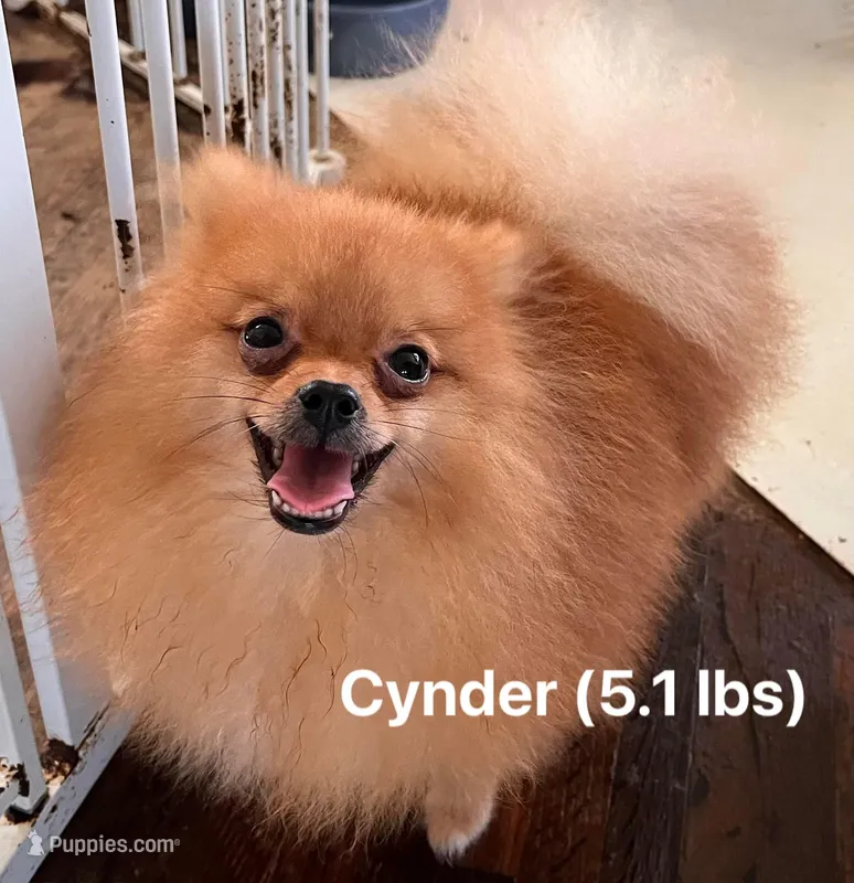 Cynders  *  AKC – Pomeranian puppy on hold in Avon Park, FL