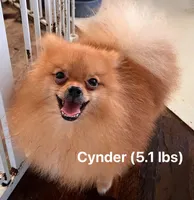Cynders  *  AKC, a male Pomeranian for sale in Avon Park, FL – 1 of 1