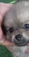 Petals , a female Pomeranian for sale in Avon Park, FL – 1 of 6