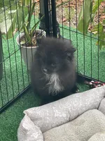 Raven, a female Pomeranian for sale in Avon Park, FL – 2 of 4