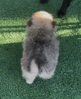 Petals , a female Pomeranian for sale in Avon Park, FL – 6 of 6