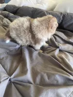 processed/d40a3093-de9f-4f42-88ea-61b8744aed7f/listing/e48e5258-1709-48f1-b9c4-f3a3c1d92109/c940864d-3f67-44b8-b3ca-dae7d8f54433