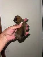 Spirit, a female Pomeranian for sale in Avon Park, FL – Photo 7 of 9