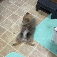 Spirit, a female Pomeranian for sale in Avon Park, FL – Photo 3 of 6