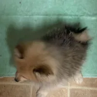 Spirit, a female Pomeranian for sale in Avon Park, FL – Photo 5 of 6