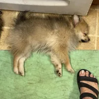 Spirit, a female Pomeranian for sale in Avon Park, FL – Photo 6 of 6