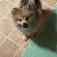 Spirit, a female Pomeranian for sale in Avon Park, FL – Photo 4 of 6