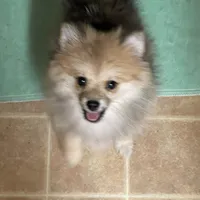 Spirit, a female Pomeranian for sale in Avon Park, FL – Photo 1 of 6