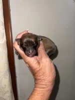 Spirit, a female Pomeranian for sale in Avon Park, FL – Photo 1 of 9