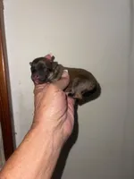 Spirit, a female Pomeranian for sale in Avon Park, FL – Photo 9 of 9