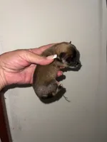 Spirit, a female Pomeranian for sale in Avon Park, FL – Photo 6 of 9