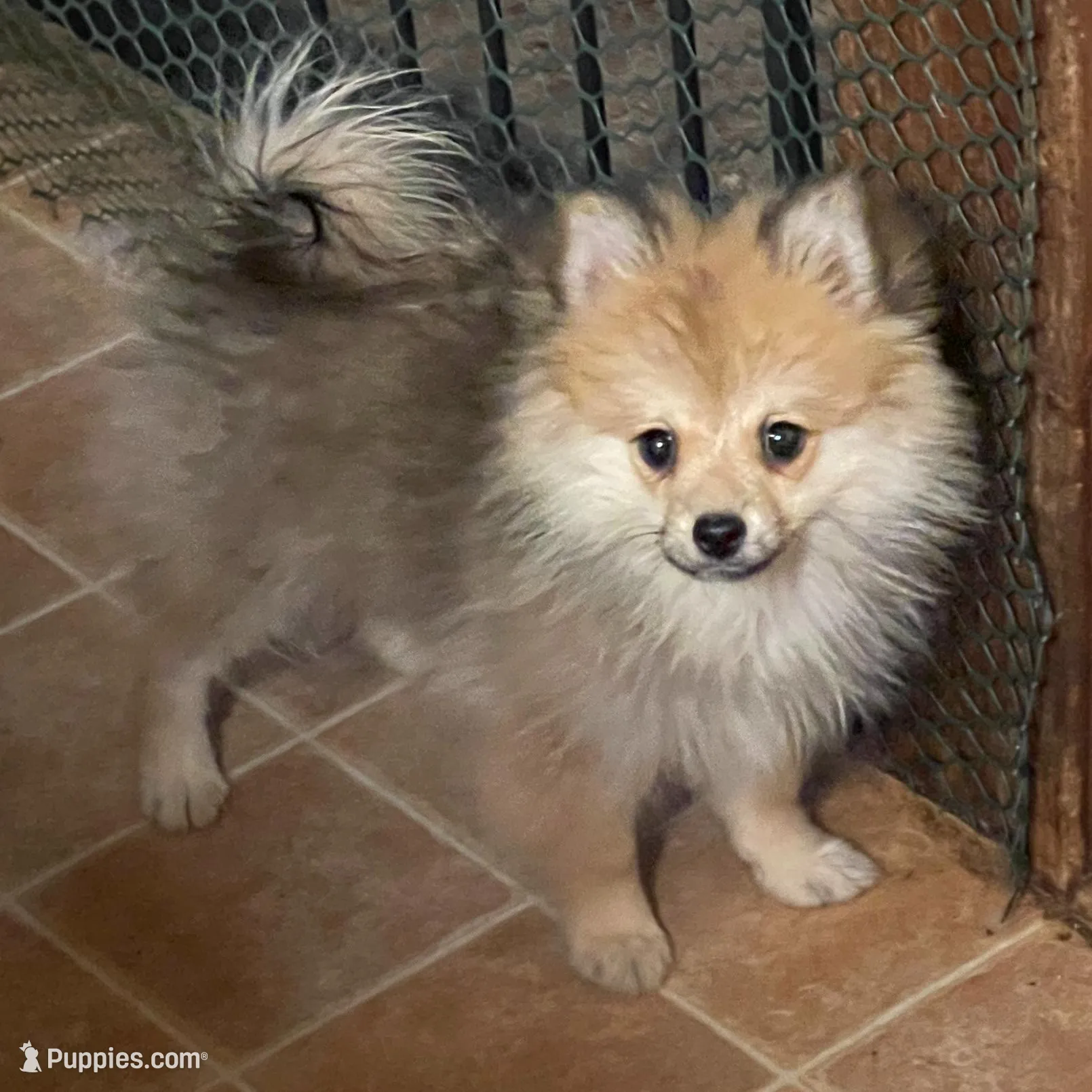 Spirit, a female Pomeranian for sale in Avon Park, FL – Photo 2 of 6