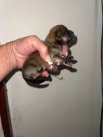 Spirit, a female Pomeranian for sale in Avon Park, FL – Photo 3 of 9