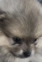 Petals , a female Pomeranian for sale in Avon Park, FL – 5 of 6