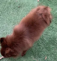 Extra Micro Mocha, a male Pomeranian for sale in Avon Park, FL – 5 of 9