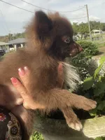 Extra Micro Truffles, a male Pomeranian for sale in Avon Park, FL – 2 of 9