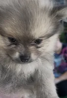Petals , a female Pomeranian for sale in Avon Park, FL – 2 of 6