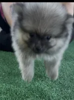 Sting, a male Pomeranian for sale in Avon Park, FL – 7 of 8