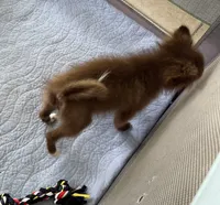 Extra Micro Truffles, a male Pomeranian for sale in Avon Park, FL – 8 of 9