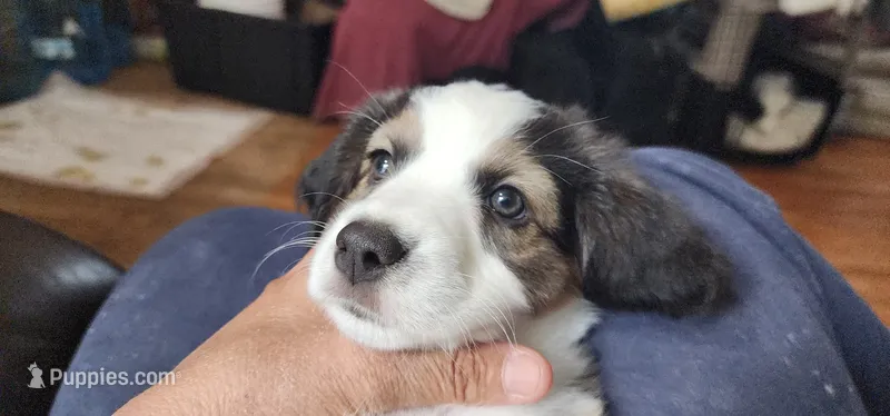 UniBaby – Australian Shepherd puppy for sale in Aptos, CA