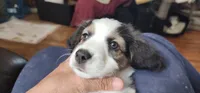 UniBaby, a female Australian Shepherd for sale in Aptos, CA – 1 of 3