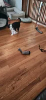 UniBaby, a female Australian Shepherd for sale in Aptos, CA – 2 of 3
