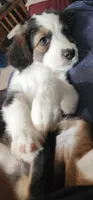 UniBaby, a female Australian Shepherd for sale in Aptos, CA – 3 of 3