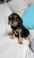 Albert, a male Cavalier King Charles Spaniel for sale in Wadena, MN – 2 of 6
