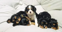 Primrose , a female Cavalier King Charles Spaniel for sale in Wadena, MN – 4 of 5