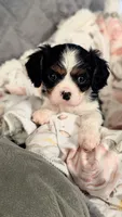Lucy, a female Cavalier King Charles Spaniel for sale in Wadena, MN – 3 of 8