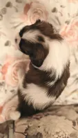 Willow , a male Cavalier King Charles Spaniel and Shih Tzu for sale in Wadena, MN – 3 of 3