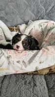 Lucy, a female Cavalier King Charles Spaniel for sale in Wadena, MN – 7 of 8