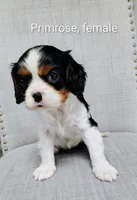 Primrose , a female Cavalier King Charles Spaniel for sale in Wadena, MN – 1 of 5