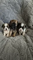 Ozzy, a male Cavalier King Charles Spaniel and Shih Tzu for sale in Wadena, MN – 7 of 8
