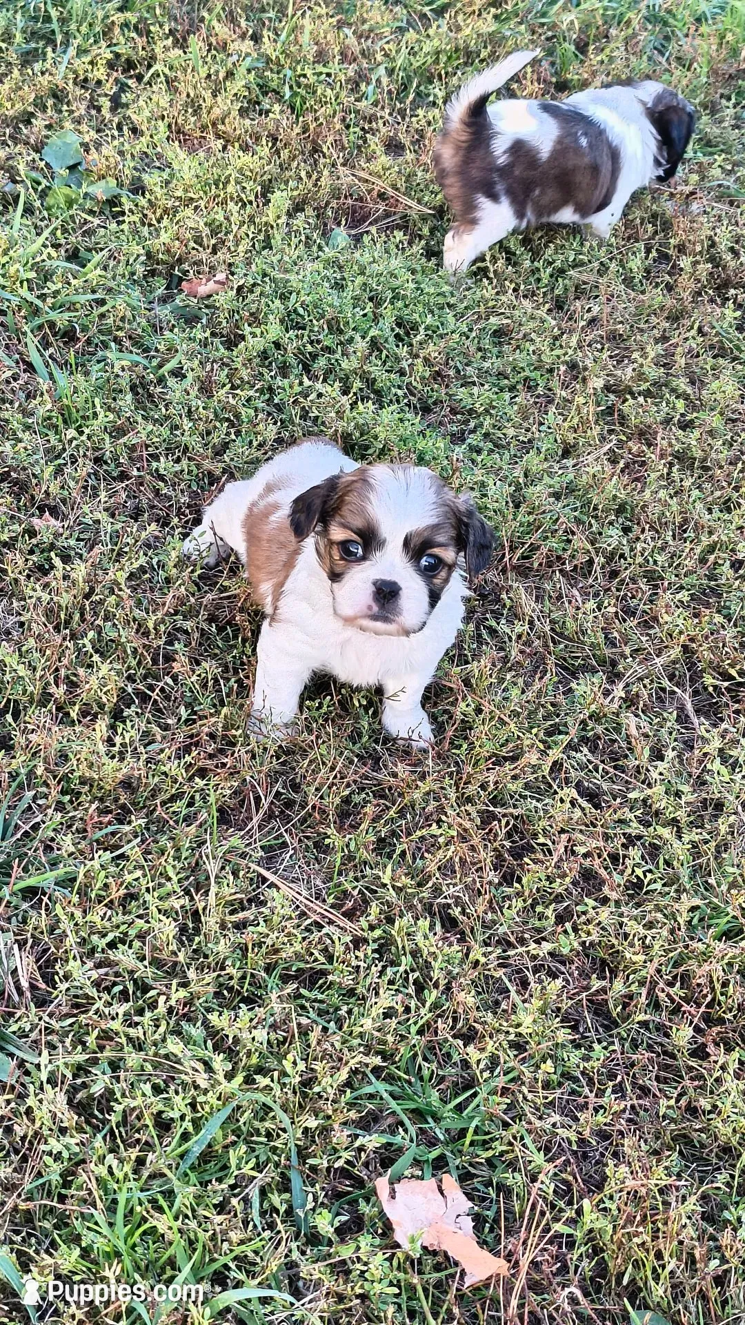 Ozzy, a male Cavalier King Charles Spaniel and Shih Tzu for sale in Wadena, MN – 1 of 8