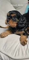 Albert, a male Cavalier King Charles Spaniel for sale in Wadena, MN – 4 of 6