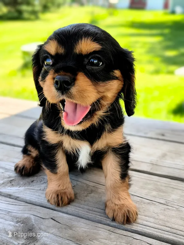 Birdie – Cavalier King Charles Spaniel puppy for sale in Wadena, MN