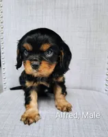 Alfred, a male Cavalier King Charles Spaniel for sale in Wadena, MN – 2 of 5