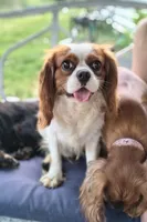 Bear, a male Cavalier King Charles Spaniel and Shih Tzu for sale in Wadena, MN – 7 of 8