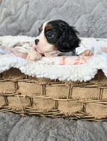 Lucy, a female Cavalier King Charles Spaniel for sale in Wadena, MN – 8 of 8
