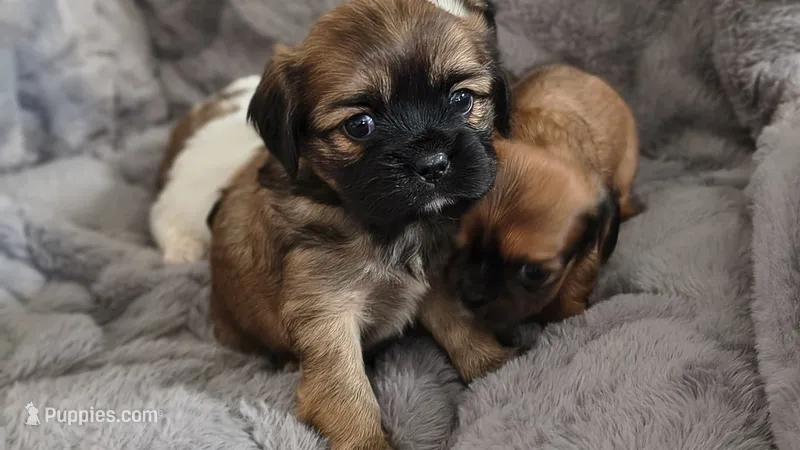 Bear – Cavalier King Charles Spaniel, Shih Tzu puppy for sale in Wadena, MN