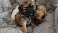 Bear, a male Cavalier King Charles Spaniel and Shih Tzu for sale in Wadena, MN – 1 of 8