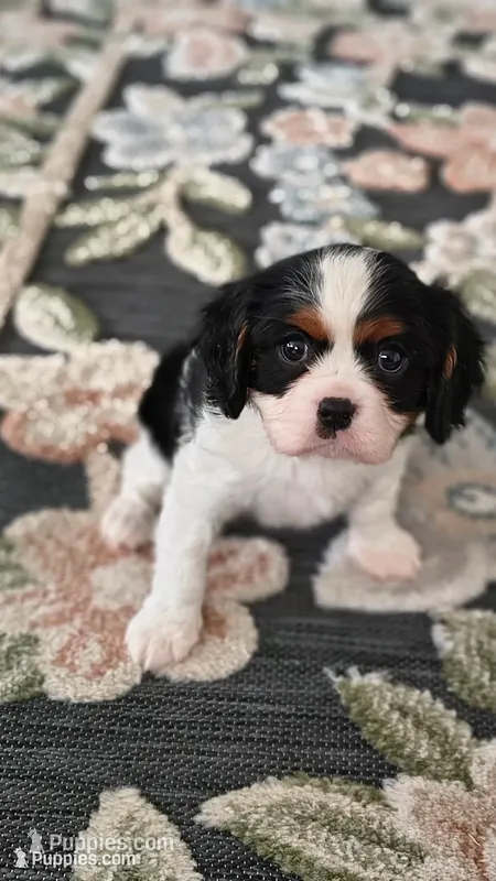 Snoopy – Cavalier King Charles Spaniel puppy for sale in Wadena, MN
