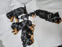 Alfonzo , a male Cavalier King Charles Spaniel for sale in Wadena, MN – 3 of 4